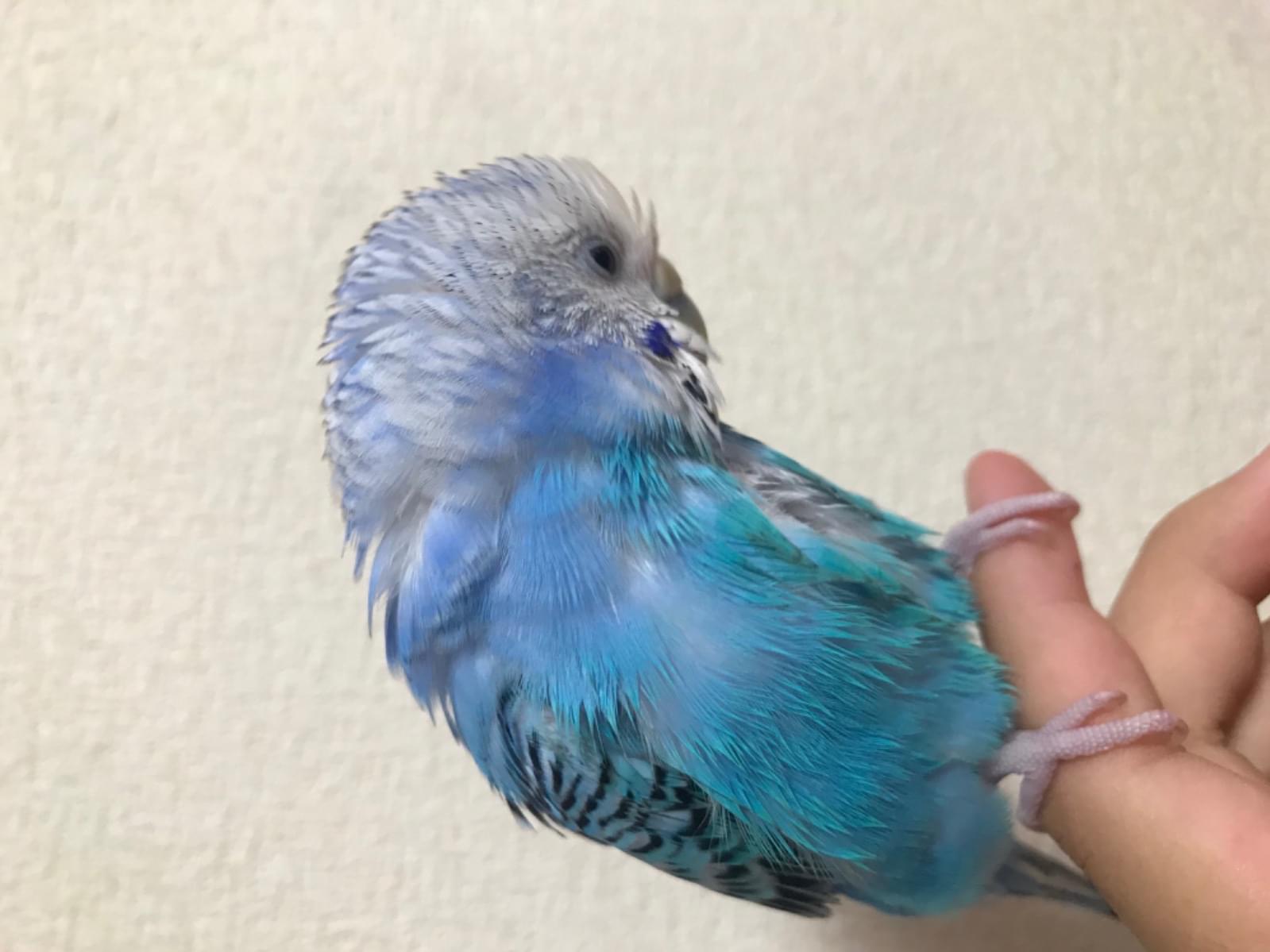 キキちゃん キキちゃん