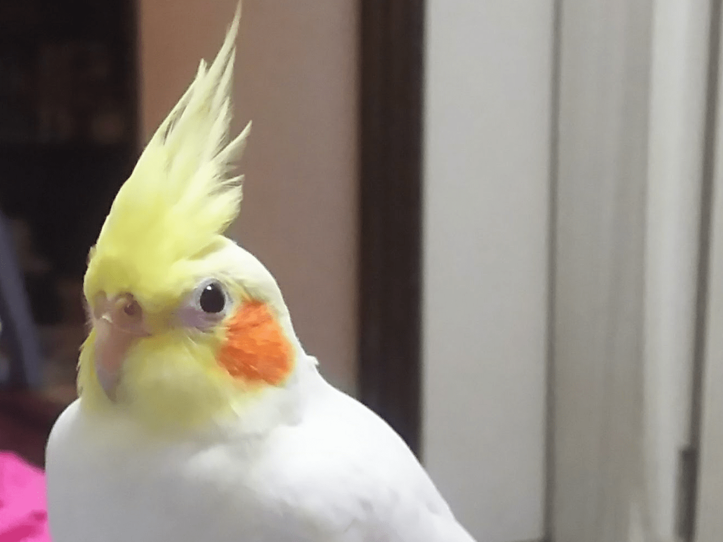 ハツコちゃん ハツコちゃん