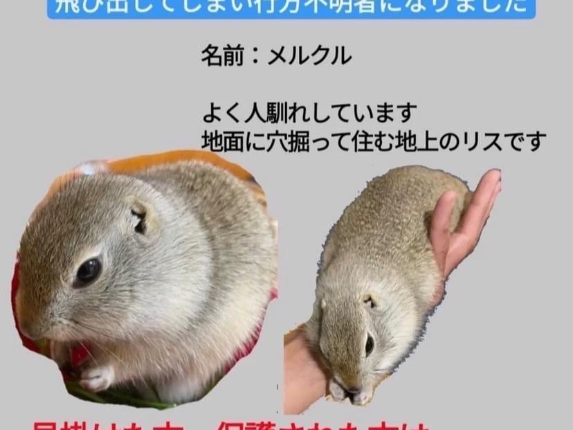 リチャードソンジリスのメルクルちゃん リチャードソンジリスのメルクルちゃん