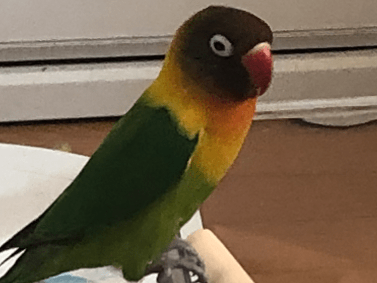 保護された鳥 保護された鳥