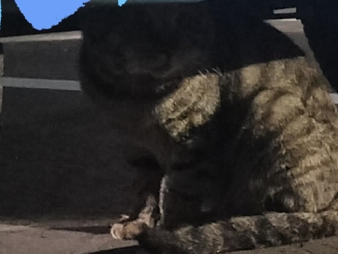 目撃された猫 目撃された猫
