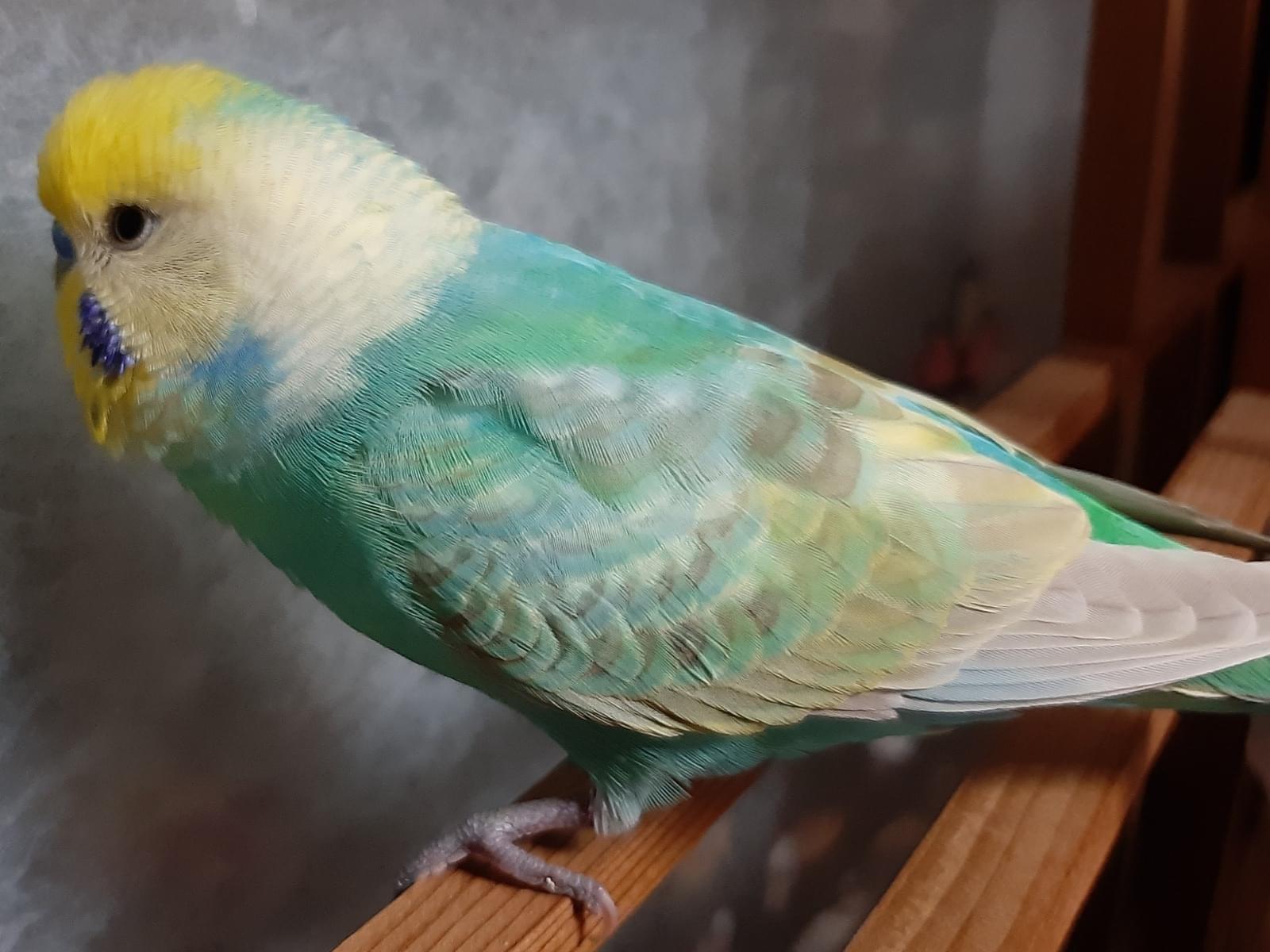 保護された鳥 保護された鳥