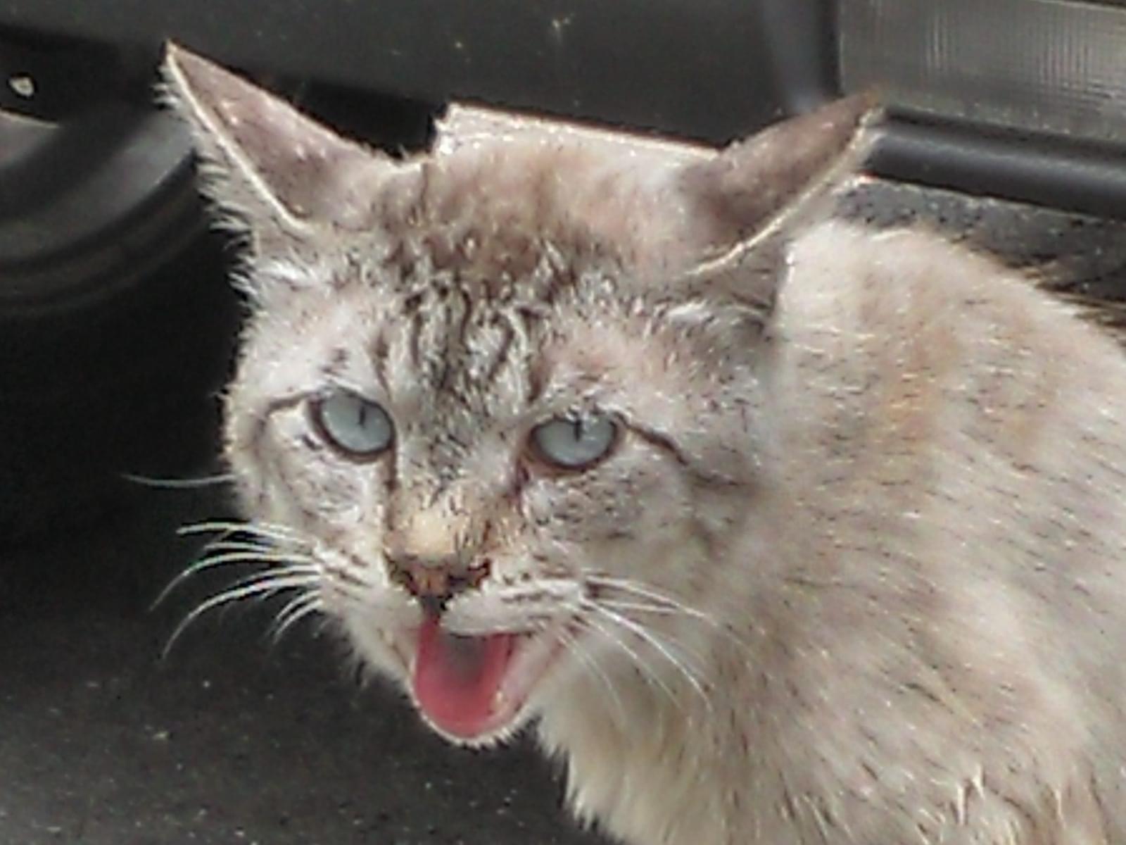 目撃された猫 目撃された猫
