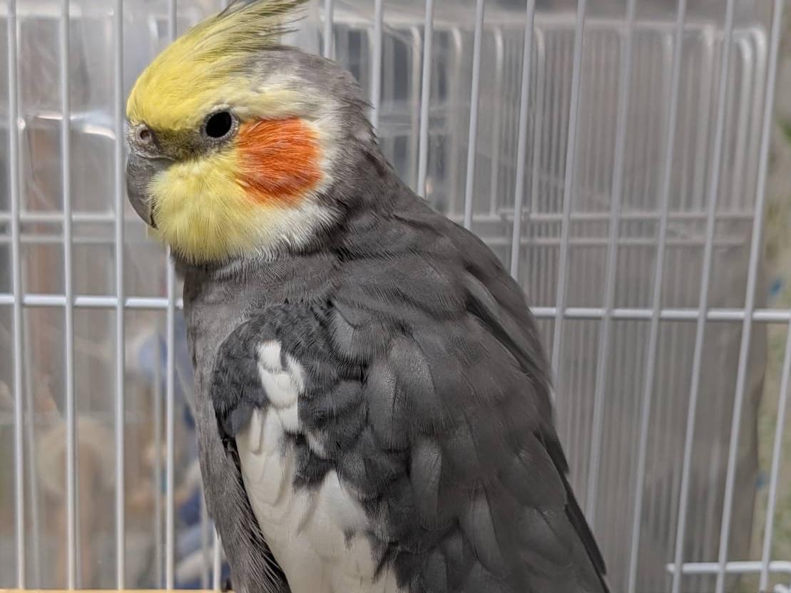 保護された鳥