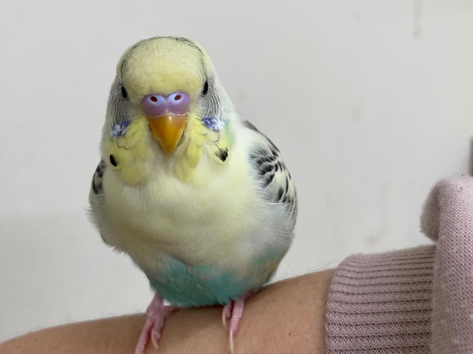 保護された鳥 保護された鳥