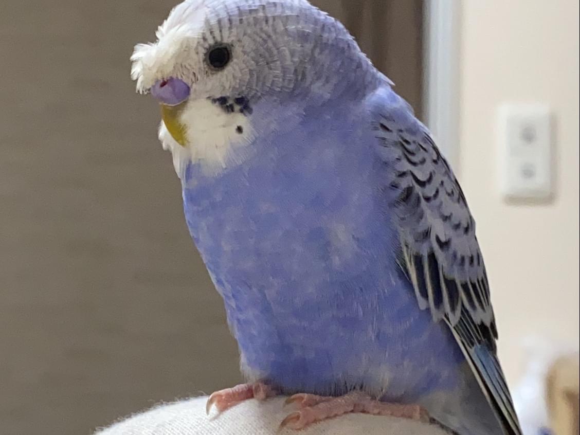 はるちゃん はるちゃん