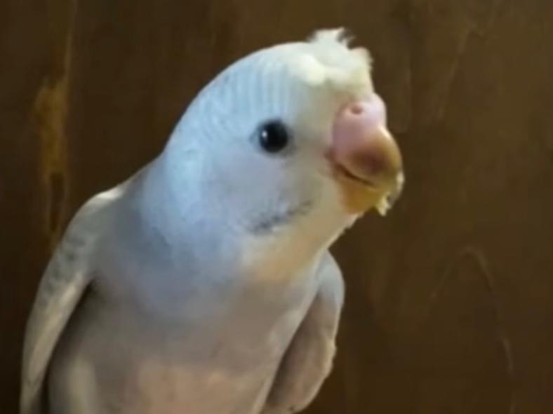 ぴーちゃん ぴーちゃん