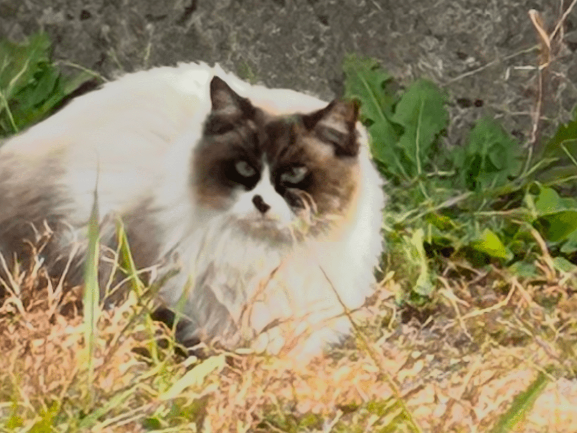 目撃された猫 目撃された猫