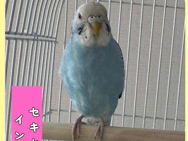 保護された鳥