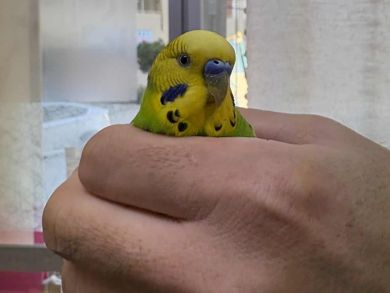 保護された鳥 保護された鳥