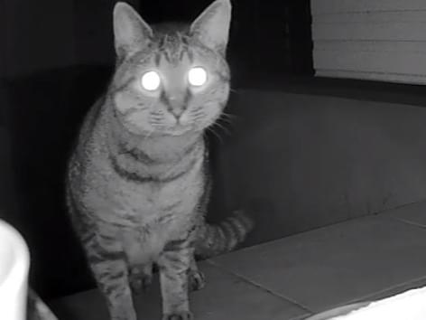 目撃された猫 目撃された猫