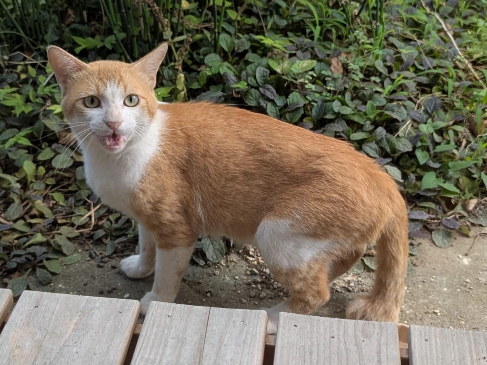 目撃された猫 目撃された猫