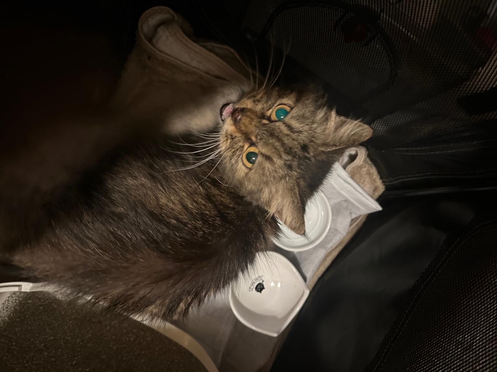 保護された猫 保護された猫