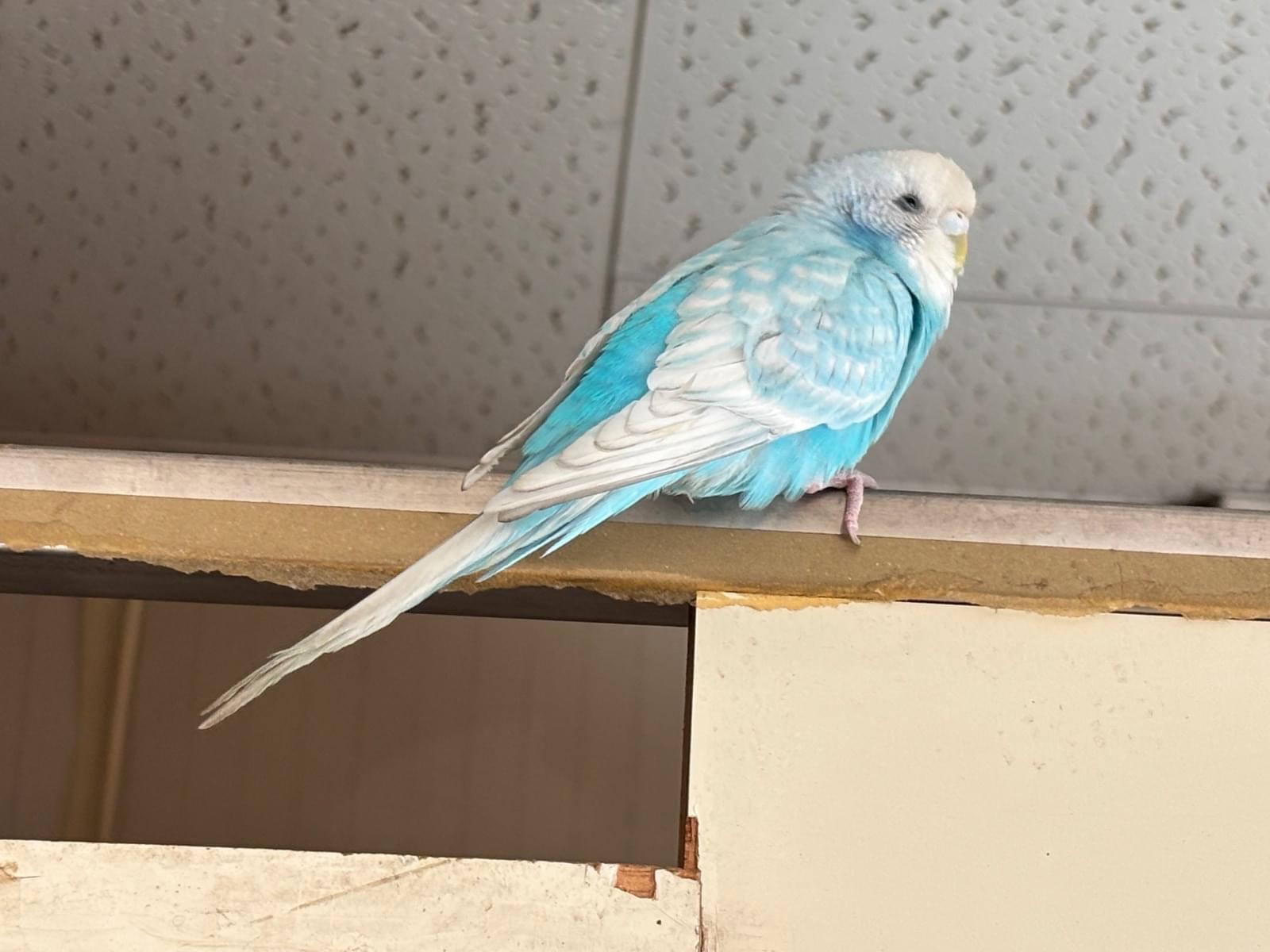 保護された鳥 保護された鳥