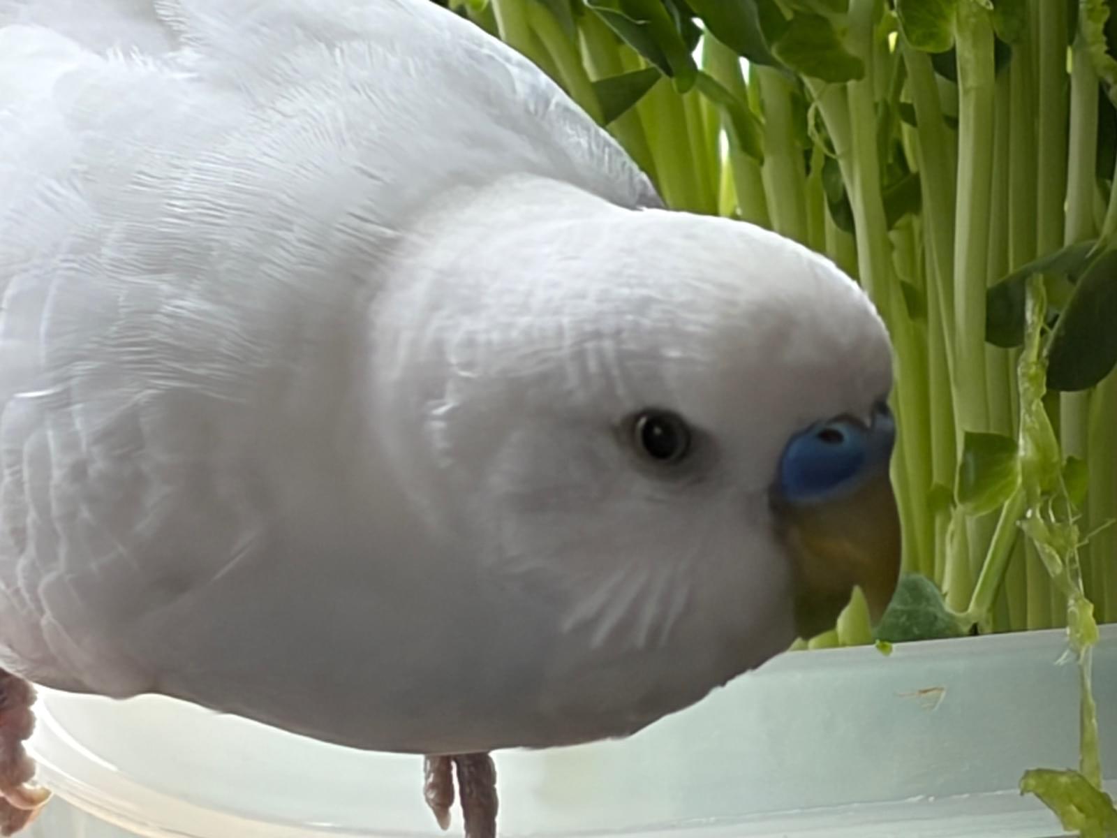 おもちちゃん