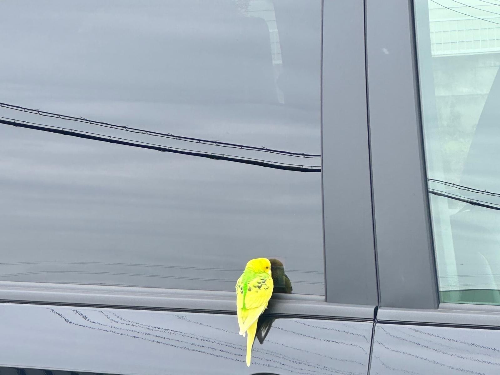 目撃された鳥