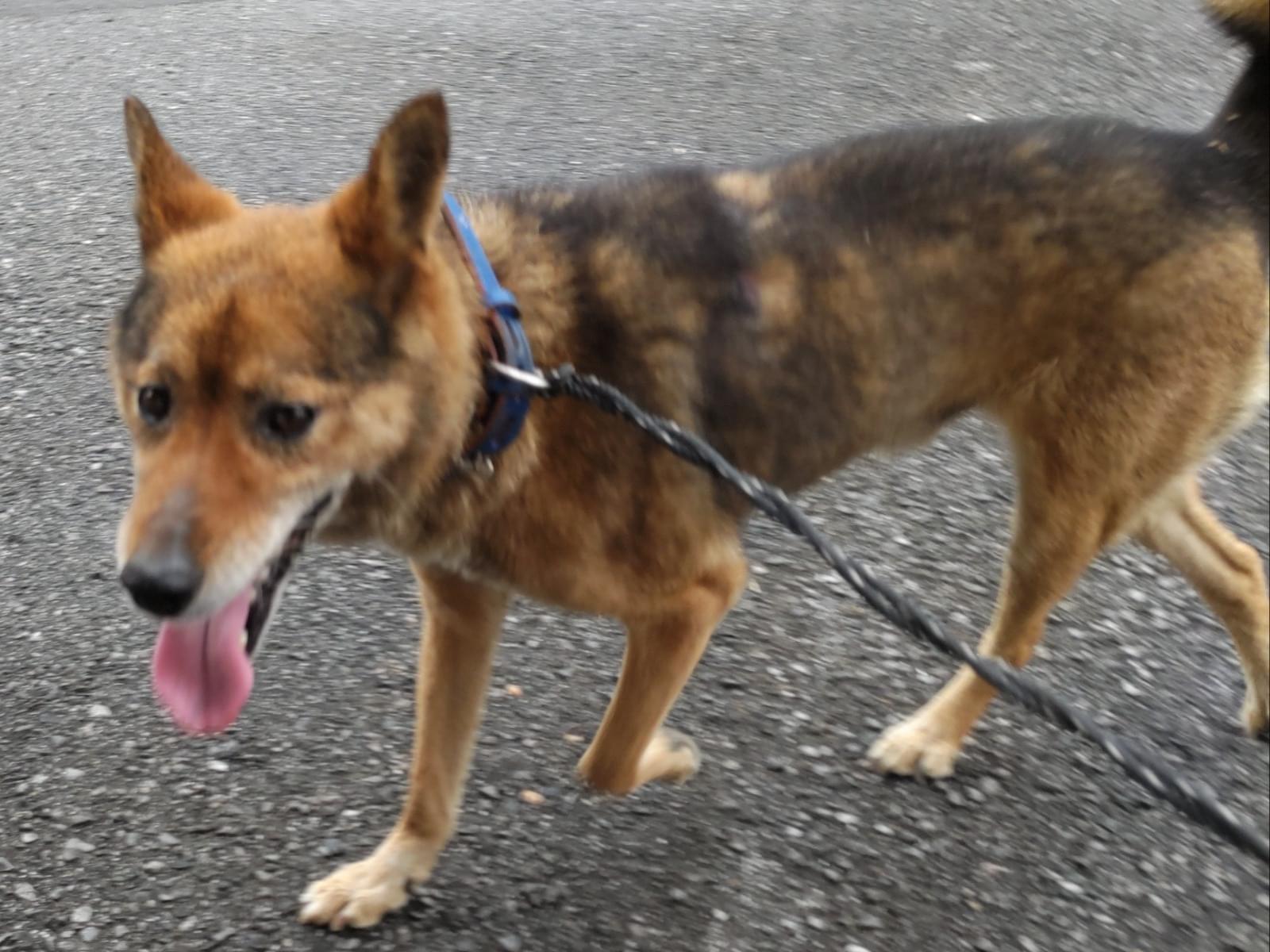 保護された犬 保護された犬