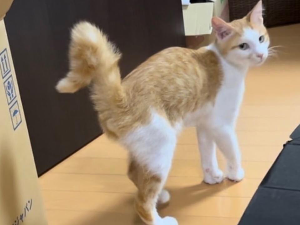ジンジャーちゃん ジンジャーちゃん