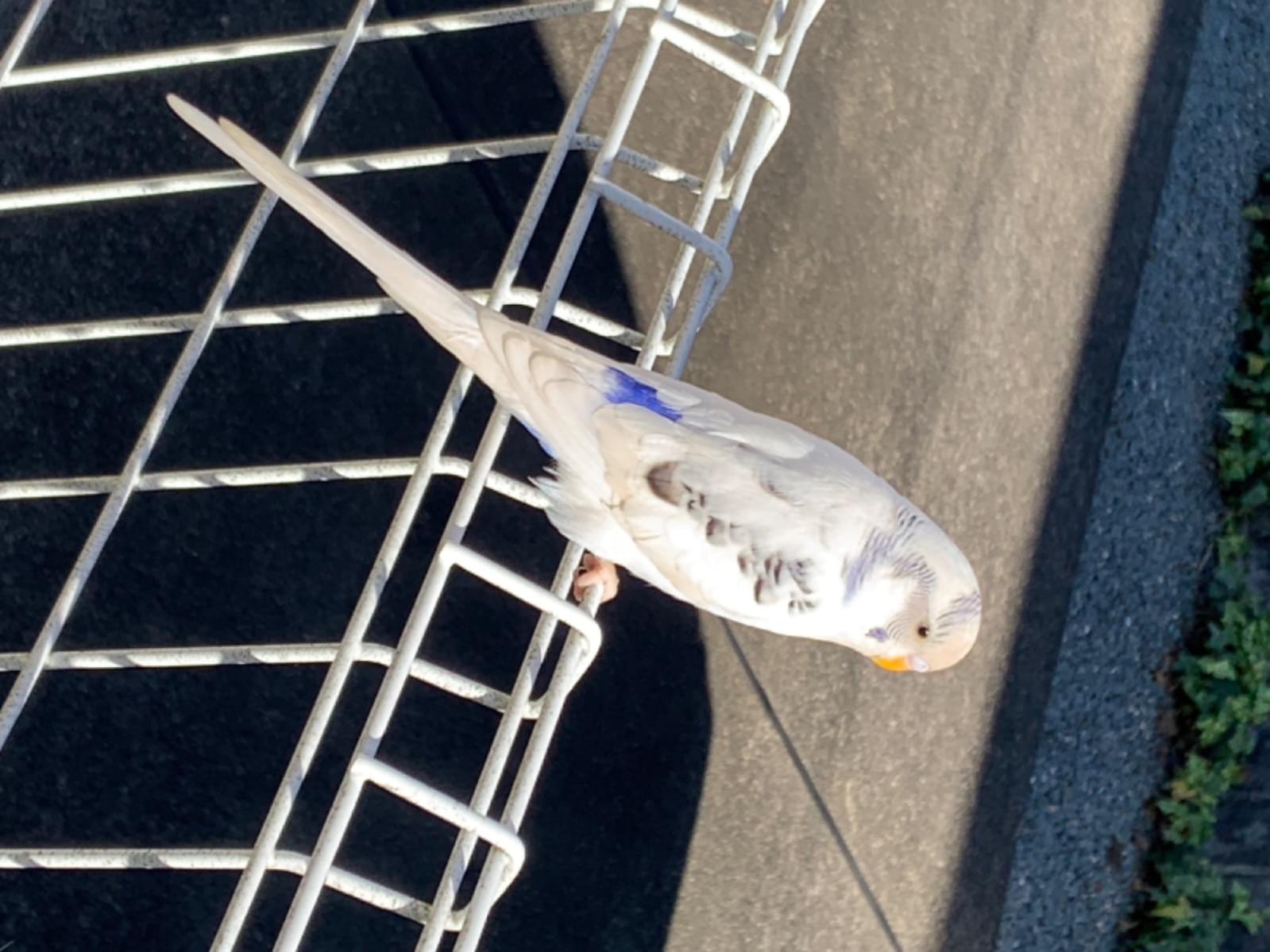 目撃された鳥 目撃された鳥
