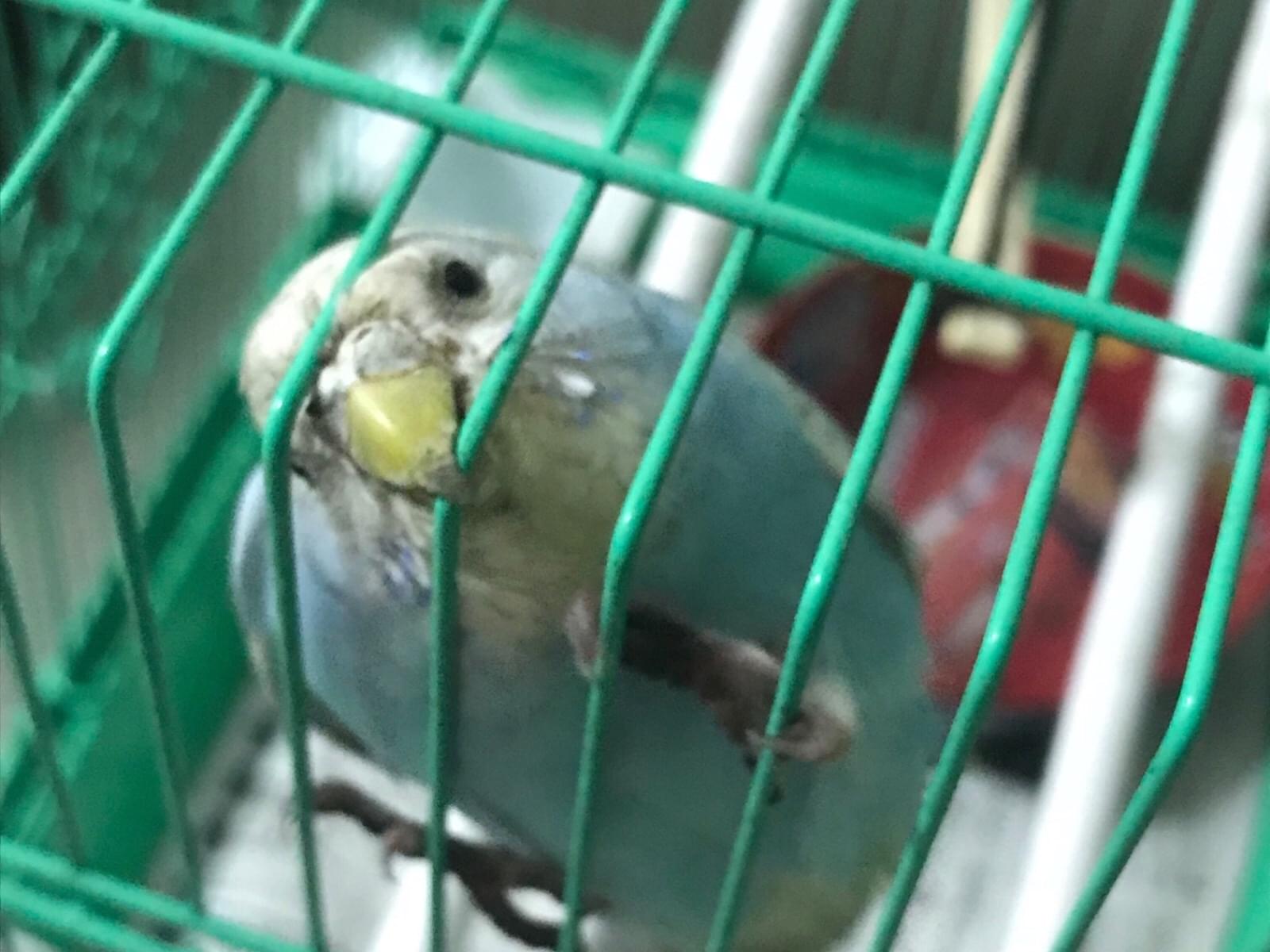 保護された鳥 保護された鳥