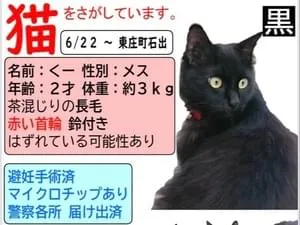 長毛の黒猫♀くーを探しています!千葉県香取郡東庄町(マイクロチップあり)