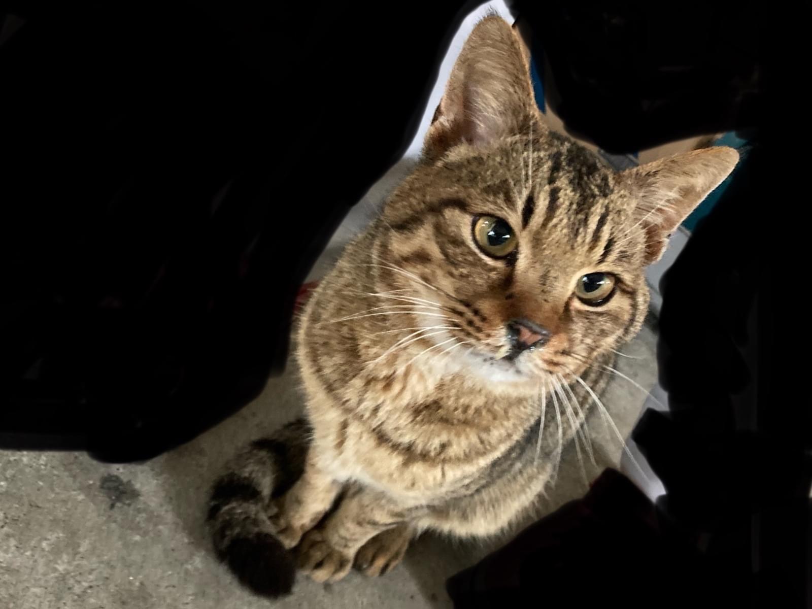 保護された猫 保護された猫