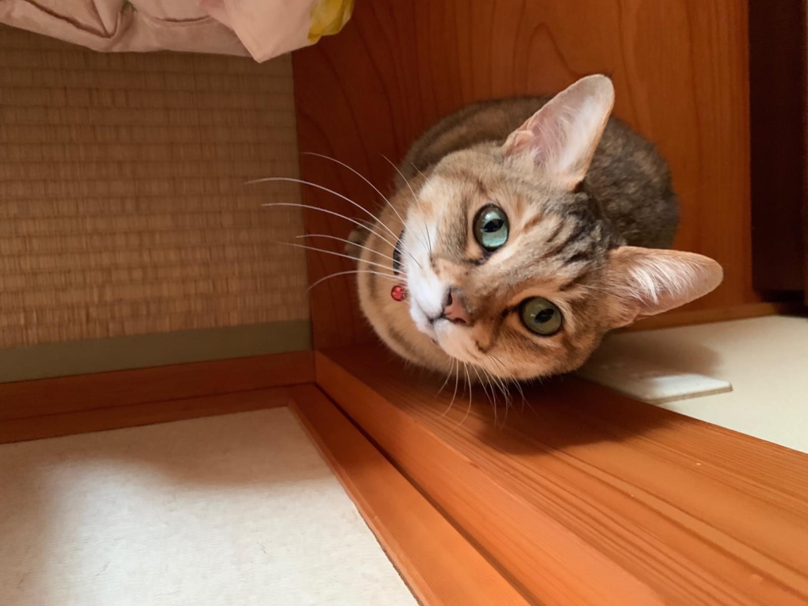 ちびちゃん ちびちゃん
