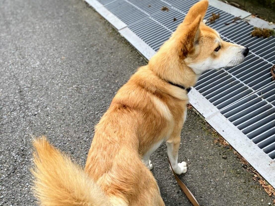 チロルちゃん チロルちゃん