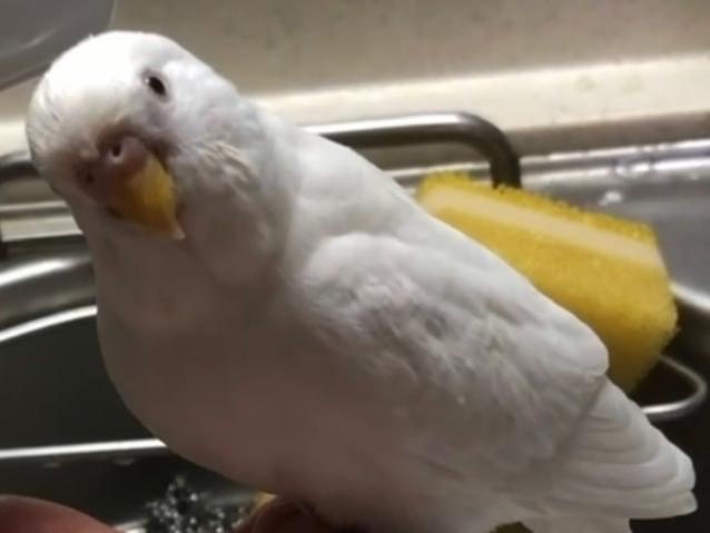 ももちゃん ももちゃん