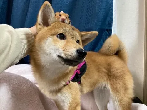 右おでこに円形脱毛症がある7か月の茶色の柴犬を探しています。