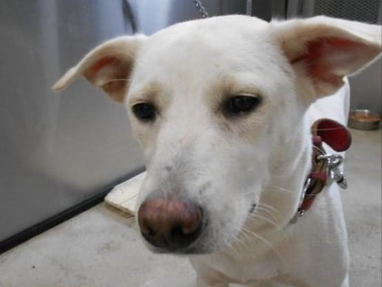 保護された犬 保護された犬