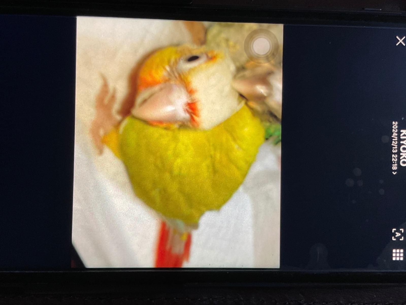 サンチークちゃん サンチークちゃん