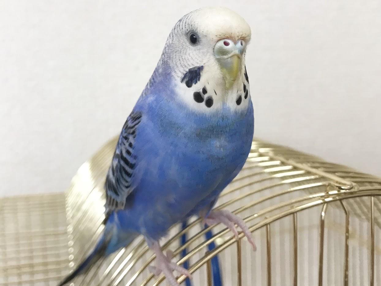 テテちゃん テテちゃん