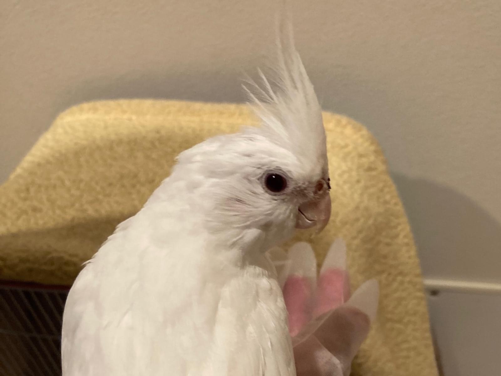 保護された鳥 保護された鳥
