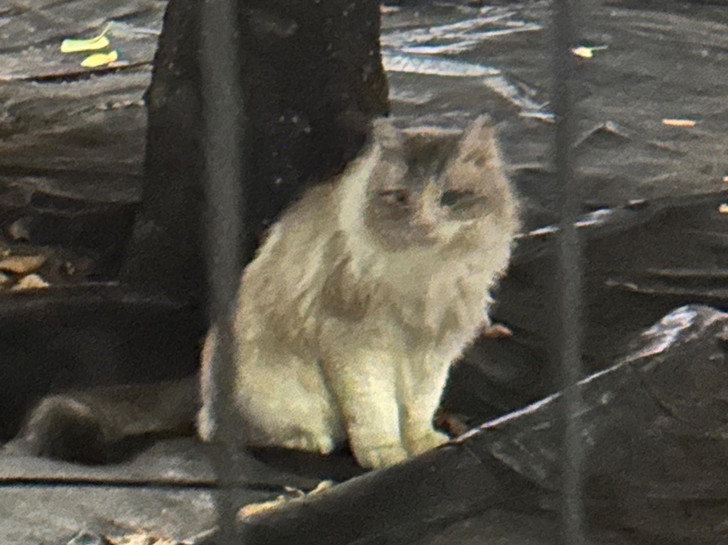目撃された猫