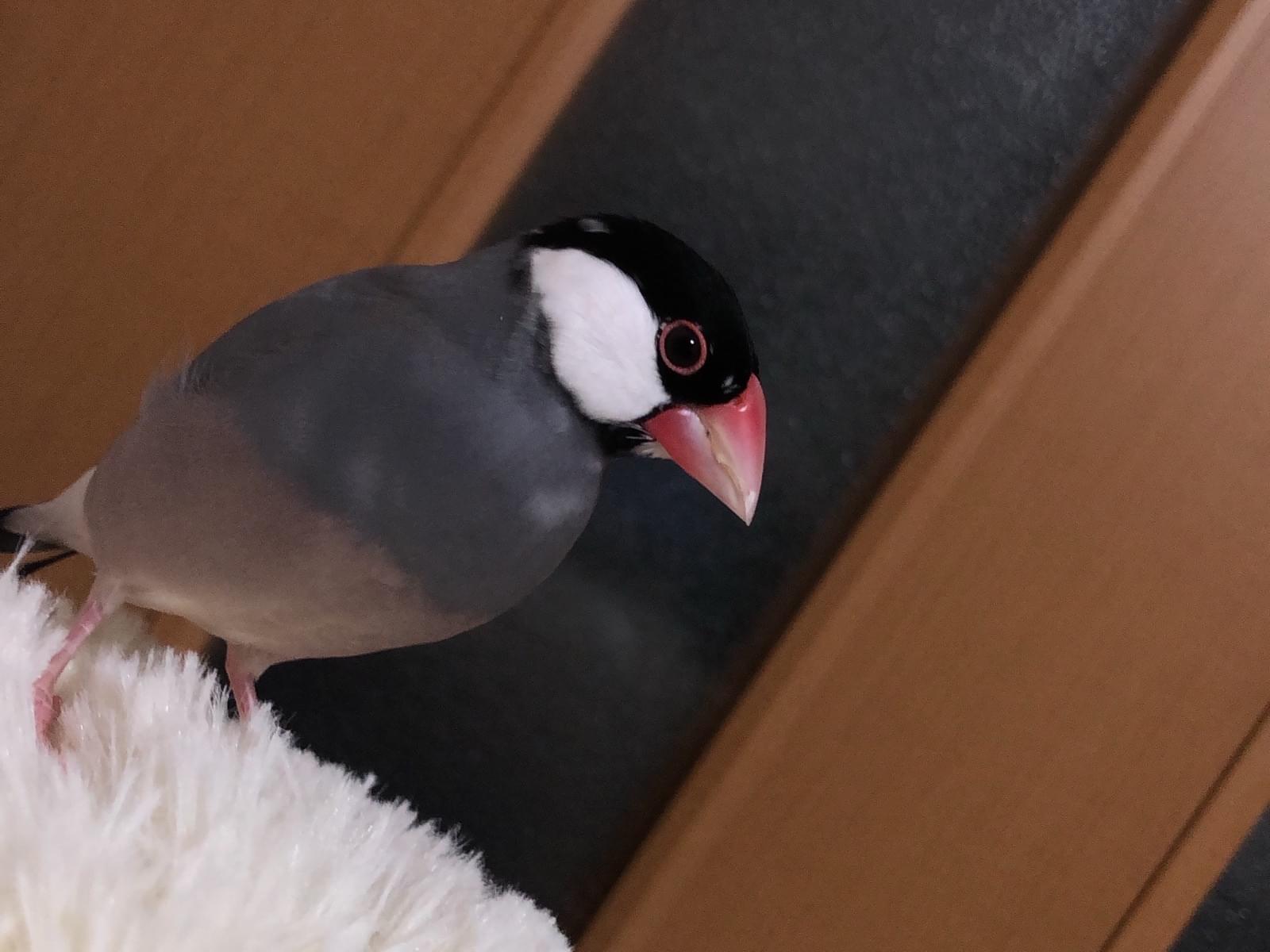 ハナちゃん ハナちゃん