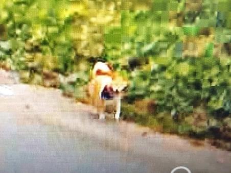 目撃された犬 目撃された犬