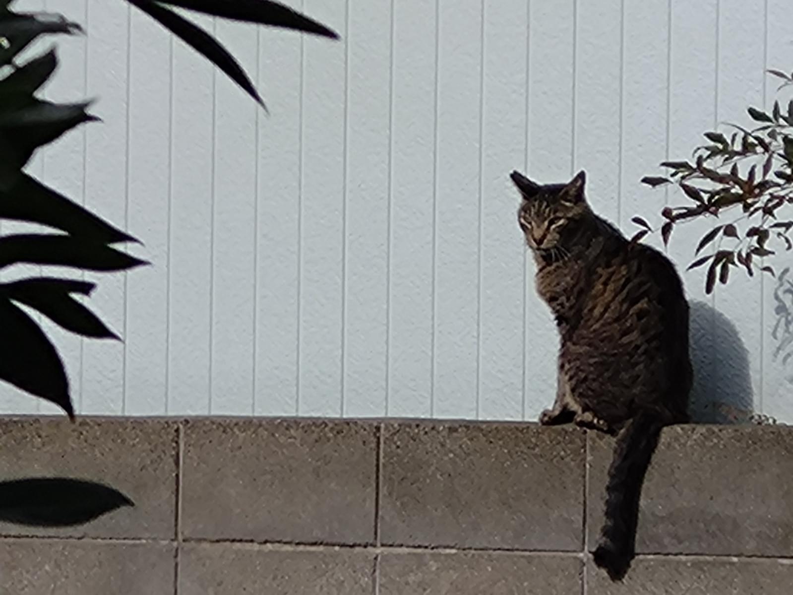 目撃された猫 目撃された猫
