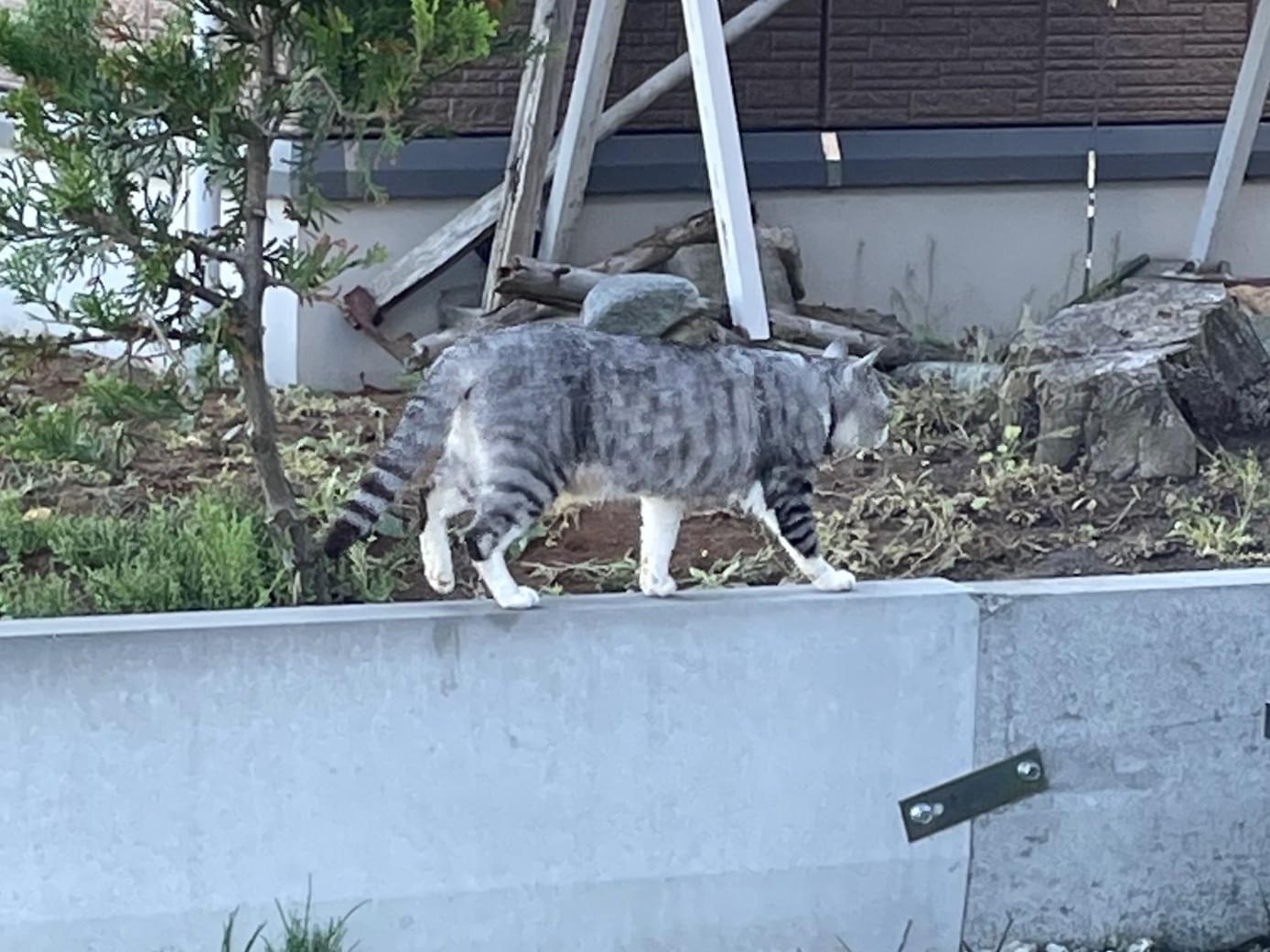 目撃された猫 目撃された猫