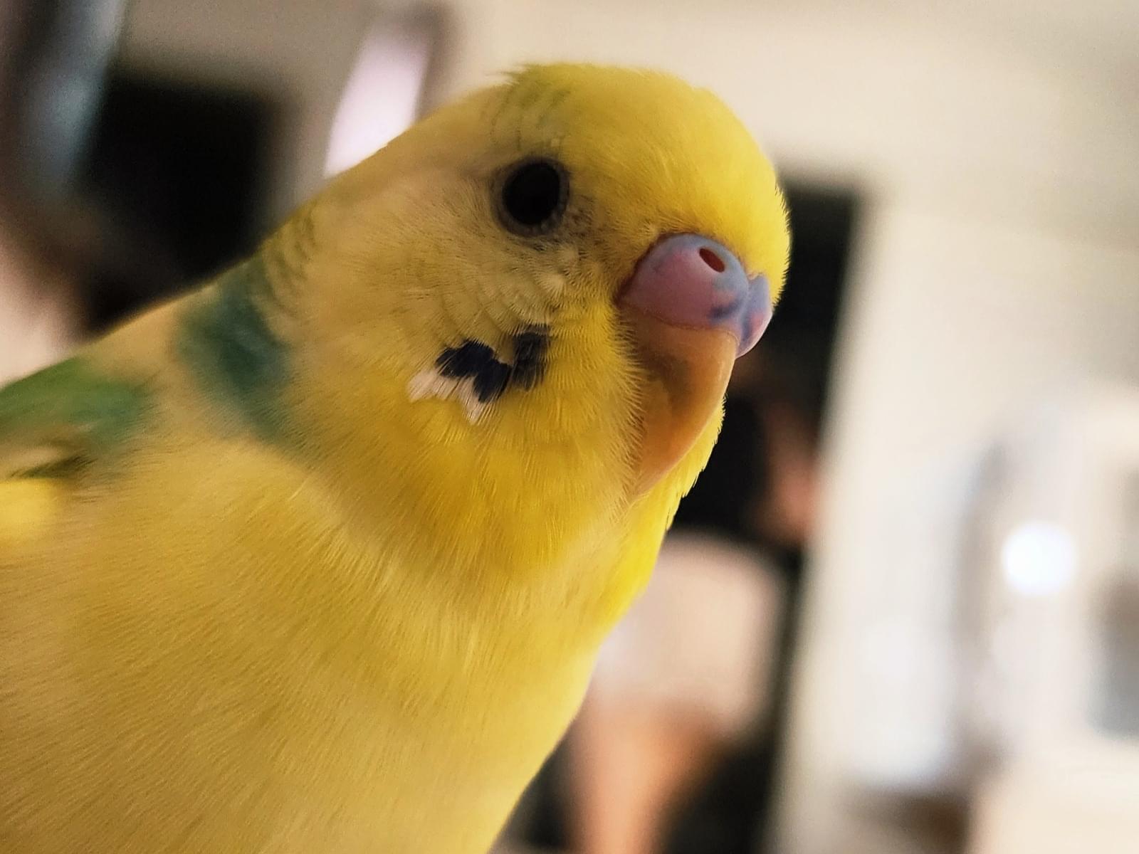 ぴーちゃん ぴーちゃん