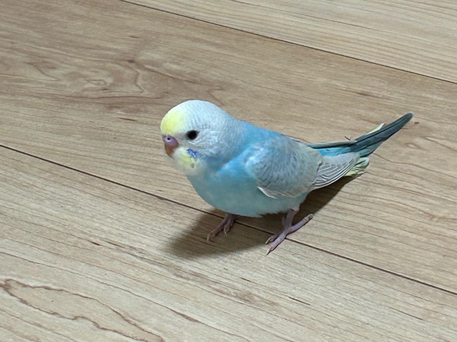 とろろちゃん とろろちゃん