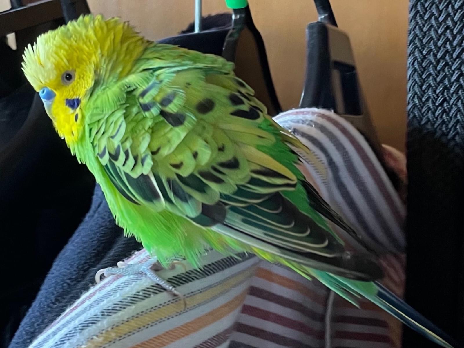 保護された鳥 保護された鳥