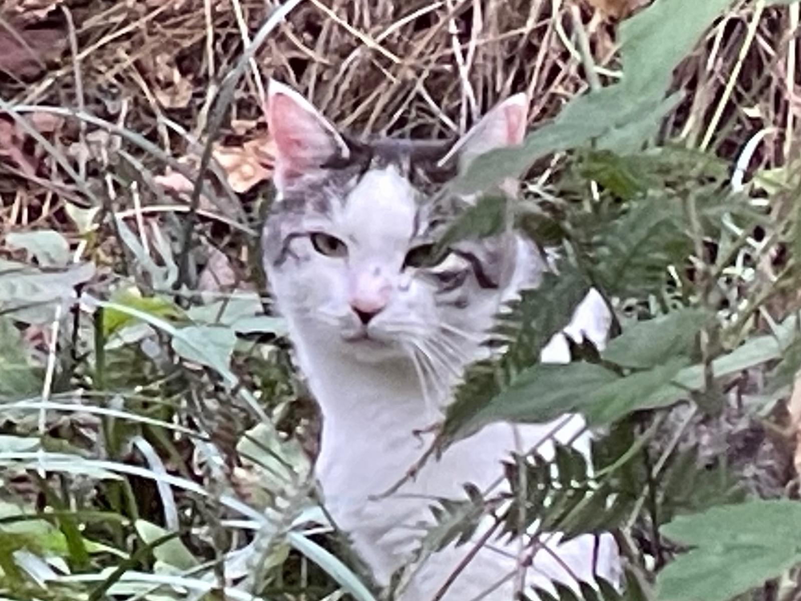 目撃された猫 目撃された猫