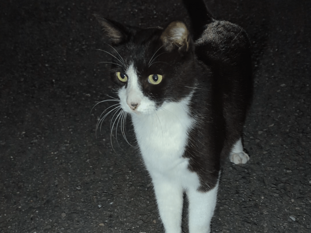 目撃された猫 目撃された猫
