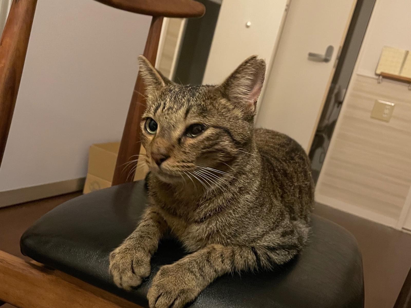保護された猫 保護された猫