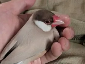 シナモン文鳥さま専用ページ シナモン文鳥を探しています