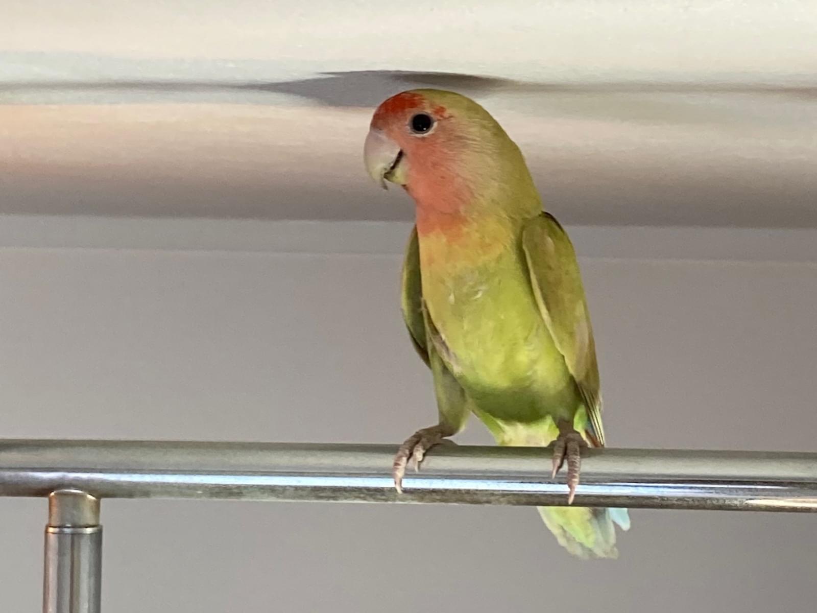 保護された鳥 保護された鳥