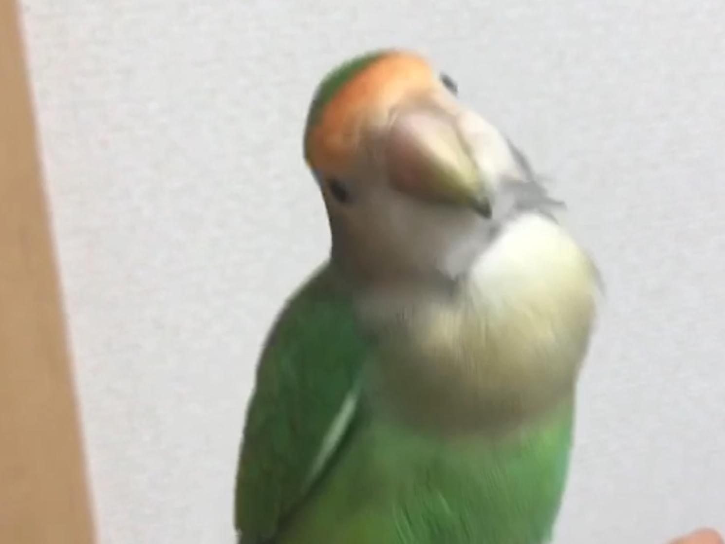 保護された鳥 保護された鳥