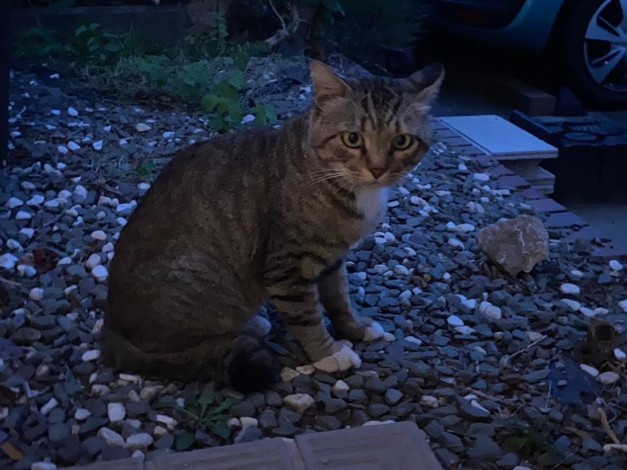 目撃された猫 目撃された猫