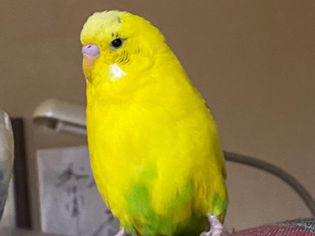 きすけちゃん きすけちゃん